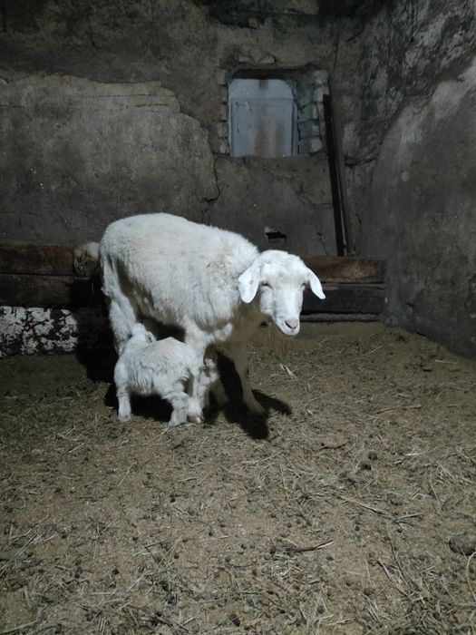 Продам коз с козлятами