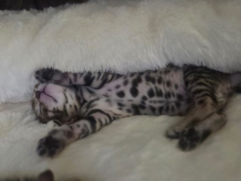 Котёнок бенгальской породы