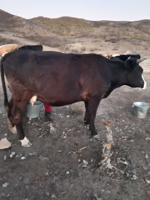 Продам дойную корову