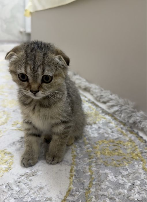 продаются котята