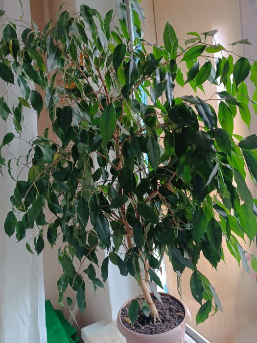 Домашний  цветок