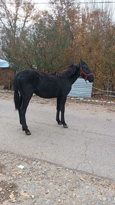 Продам жеребца 1.5 года срочна