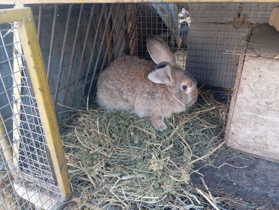 Продам крола и кролих