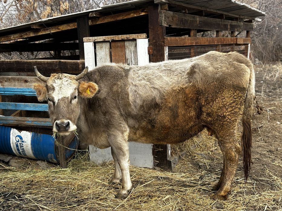 Продается беременная корова