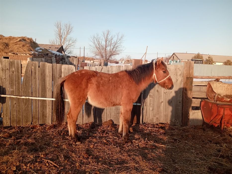 Продам жеребец 2х годовалый