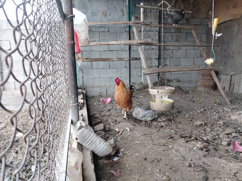 Продаётся петух  шустрый