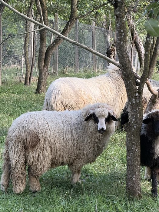 Berbec si mieluțe țurcane