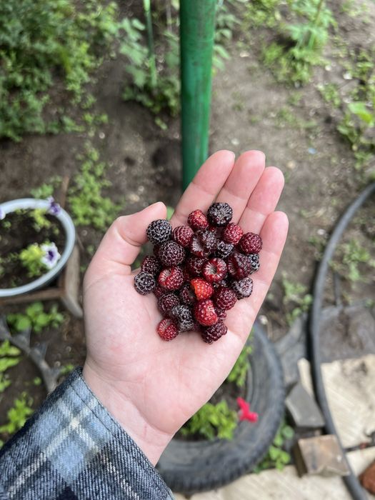 Продам дачу на берегу реки Деркул