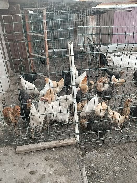 Продается домашние курицы