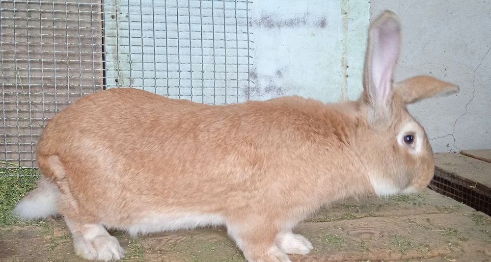 Продаются племенные кролики