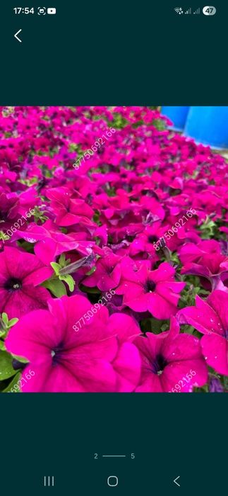 Петуния бархатцы  тагетис