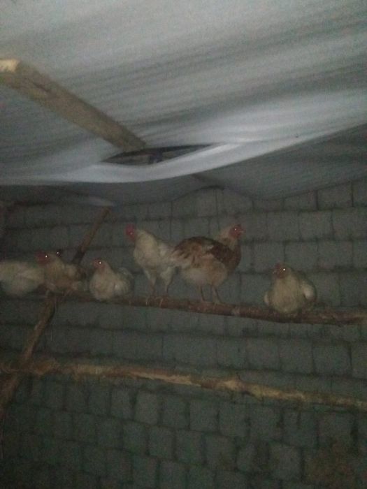 Продаётся куры домашние