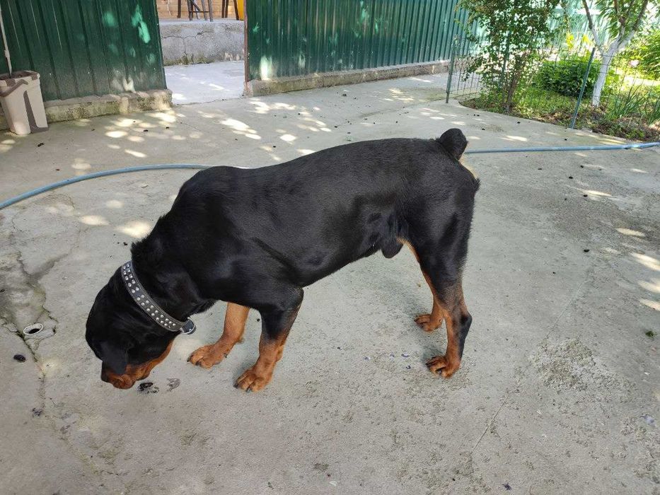 Готовятся к продаже чистокровные щенки ротвейлера.