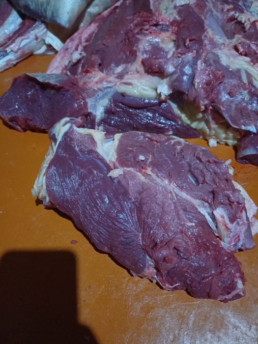 Страус,туякуш,острич,tuyaqush,straus,ostrich наслдор Африка туякушлари