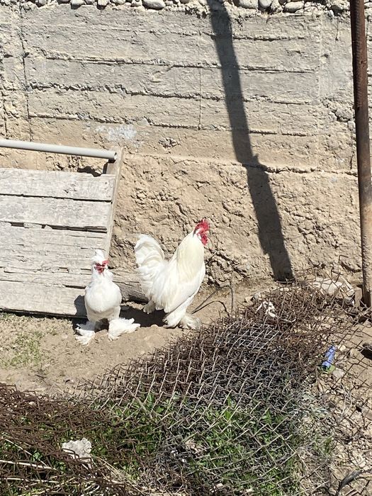 Продам японесиких кур