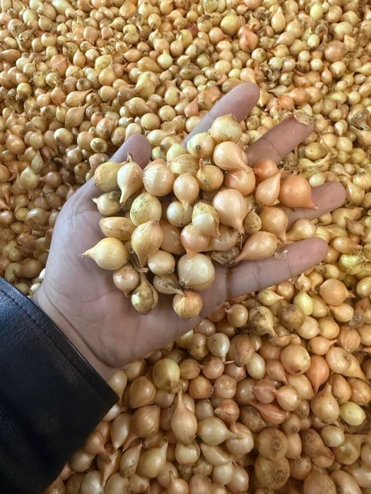 Vand arpagic calitate foarte buna