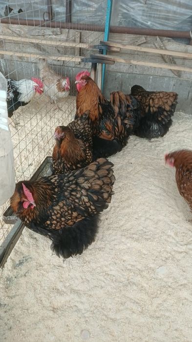 Продам кур породы орпингтон