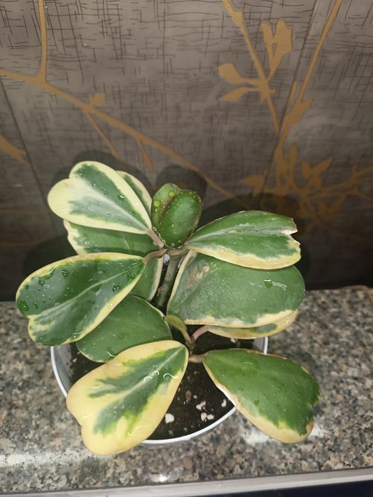 Цветок хойя , асал томчи гул