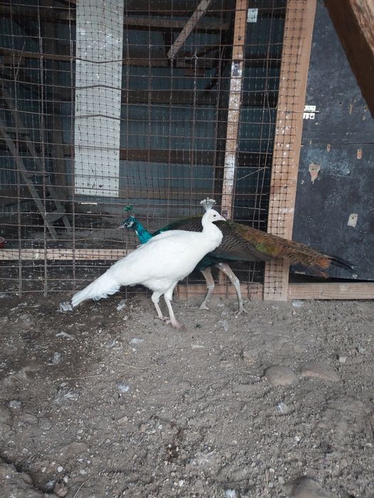 Vând familie de păuni