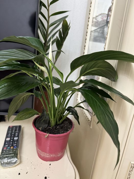 Продам комнатные цветы