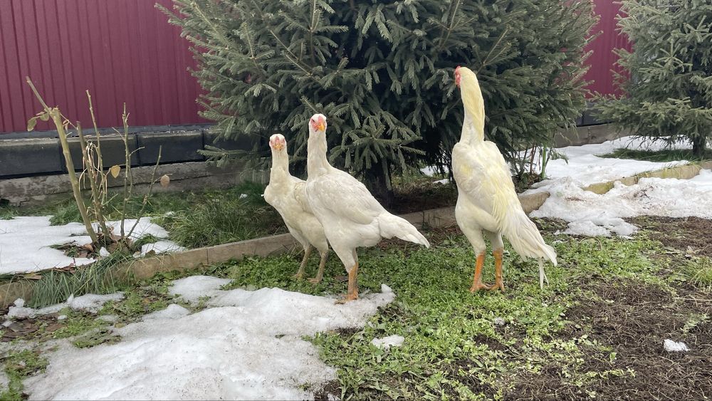 Яйца Даканов Шамо