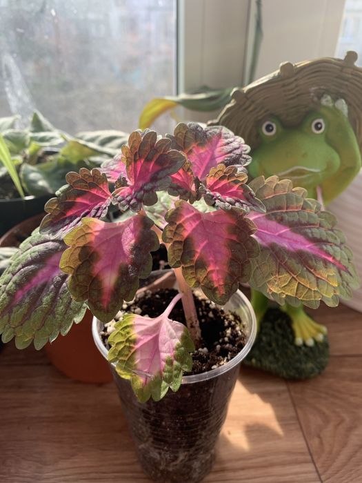 Домашние растения