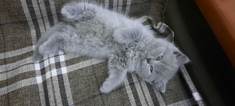 Продаётся котёнок Скоттиш страйт (девочка)