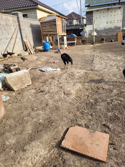 Сатамын кораз 6кг 17000