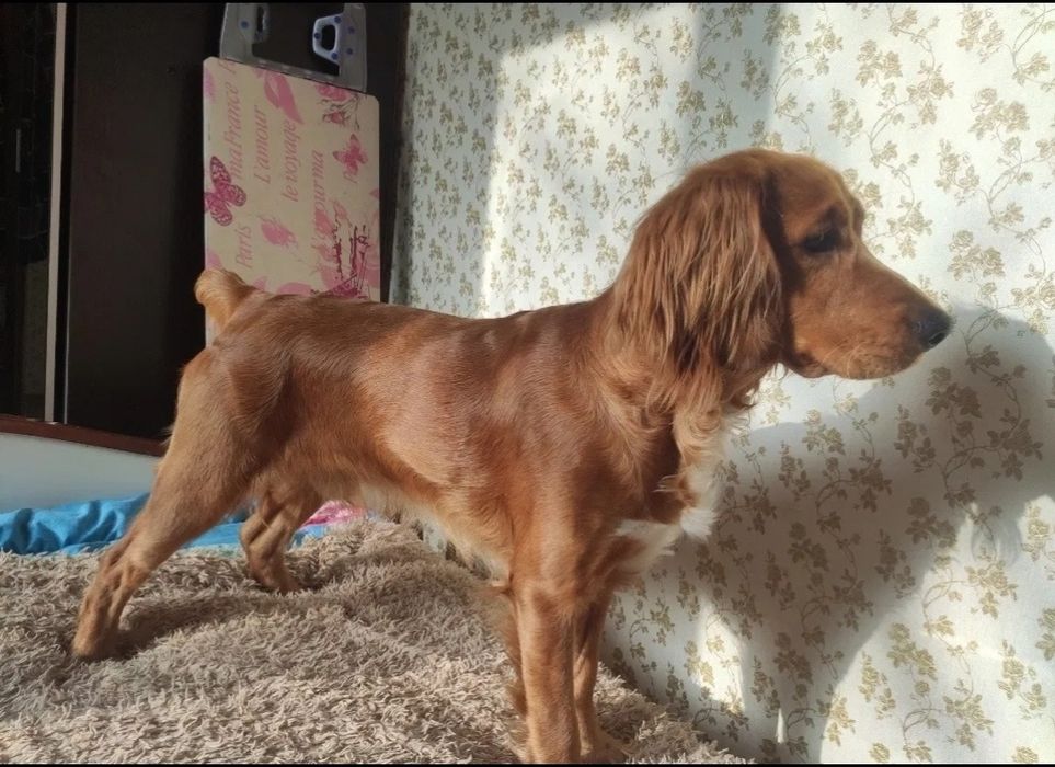 Спаниель - кобель на вязку