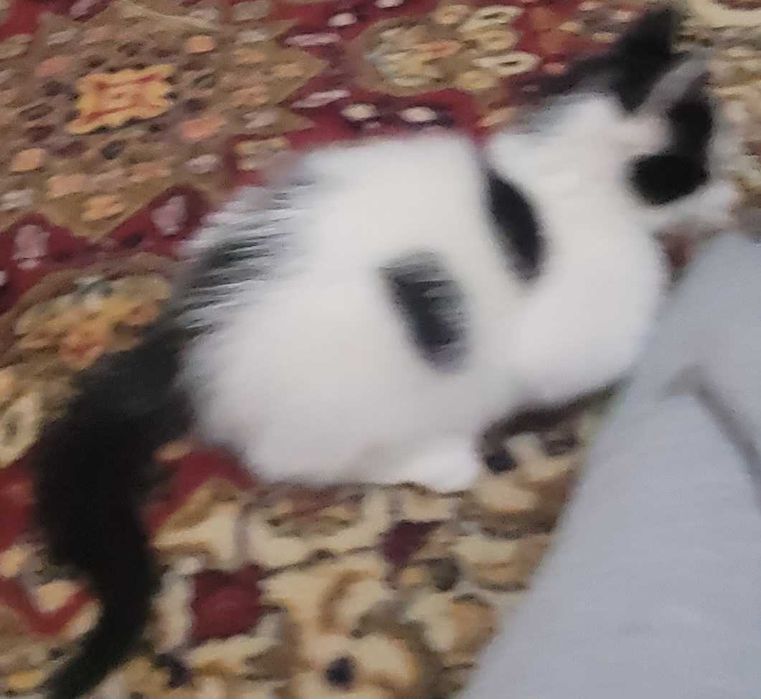Подарявам малко котенце
