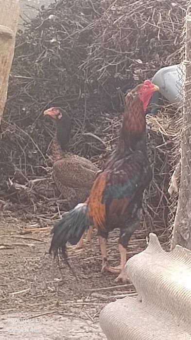 Даканг хуроз сотувда йуллари яхши калтаклари каттик жуда асаби чаток х