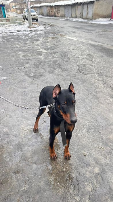 Доберман сатылады