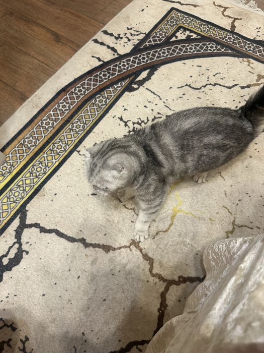 Отдам кошку в хорошие руки