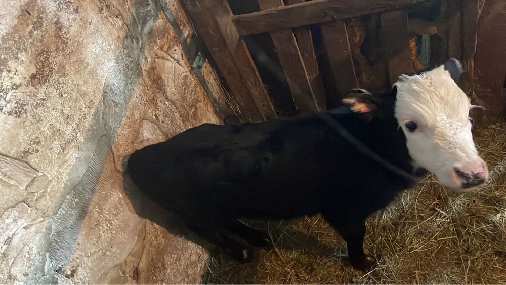 Теленок бычок 2 недельный