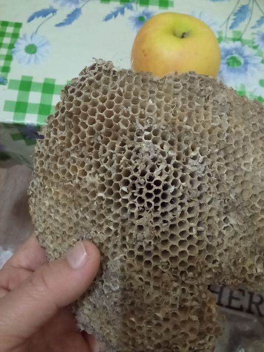 Осиное гнездо настоящие