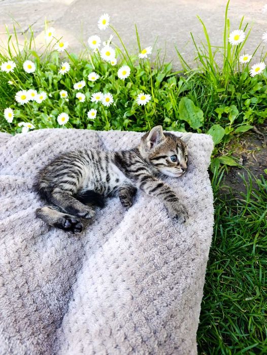 подарявам малки котета
