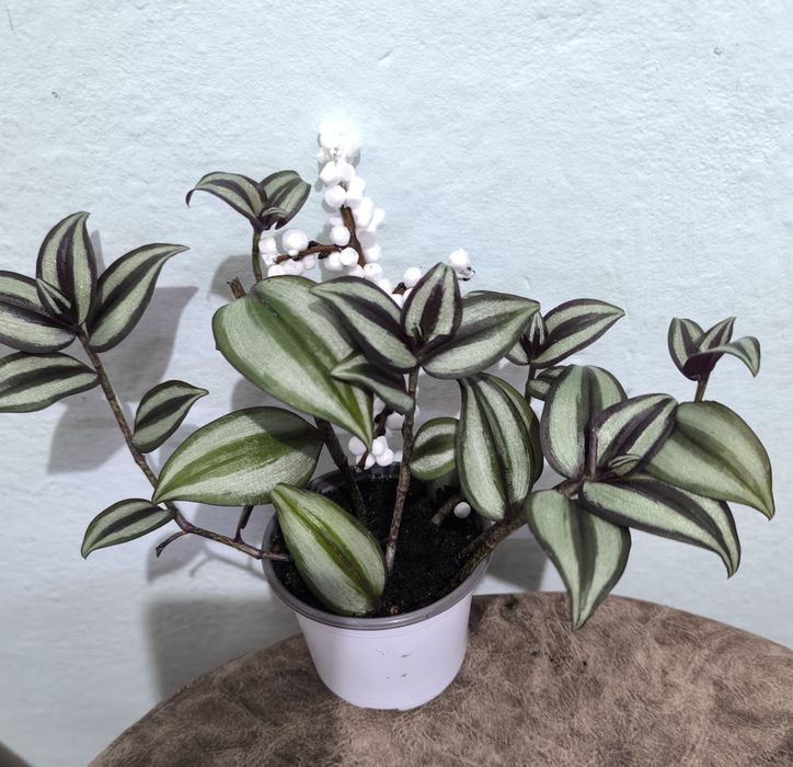 Традесканции 3 сорта