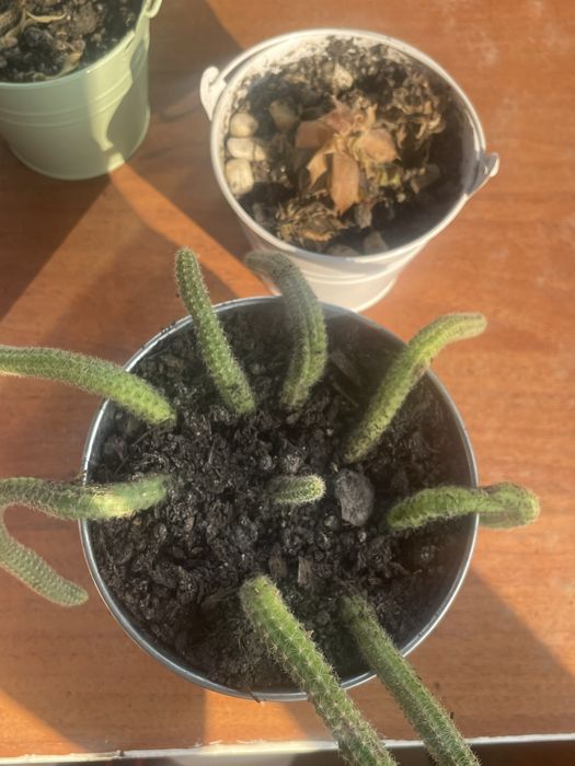 Plante si cactusi de vanzare difera de specie