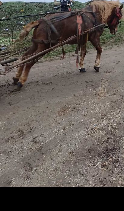 Vand sau schimb cu iapa