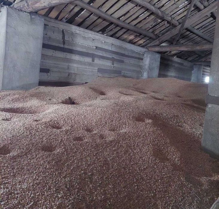 зерно ячмень, пшеницу