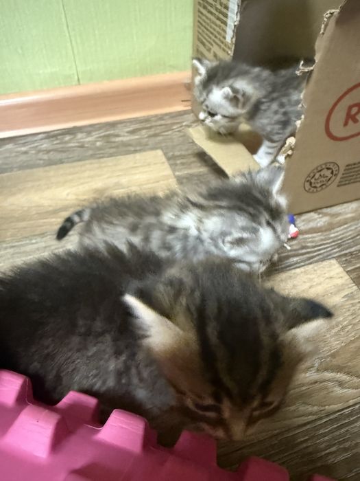 Котята  скотиш страйт