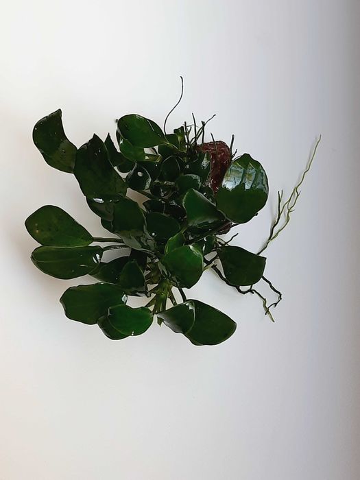 Анубиас нана петит