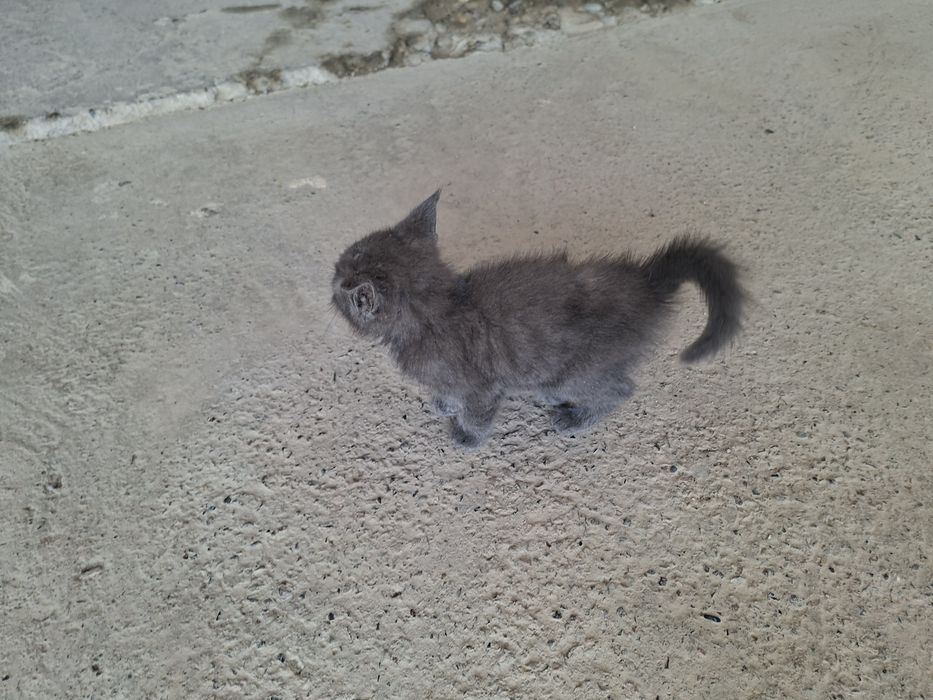 Uy mushugi onasi tashab ketib qogan