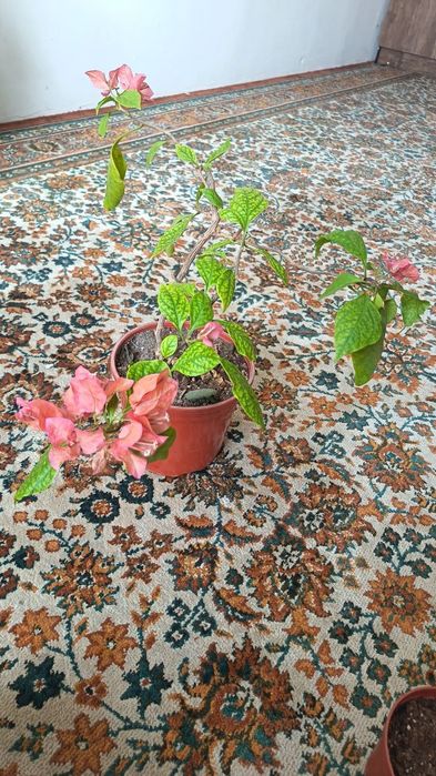 Красивая бугенвиллея