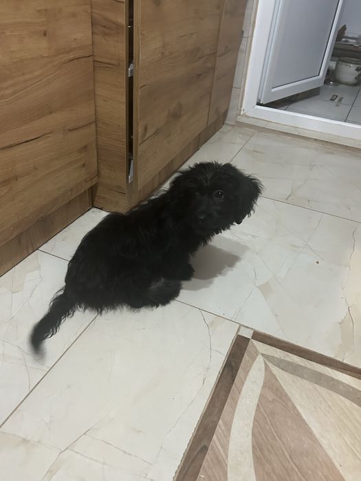 Donez cățeluș băiețel