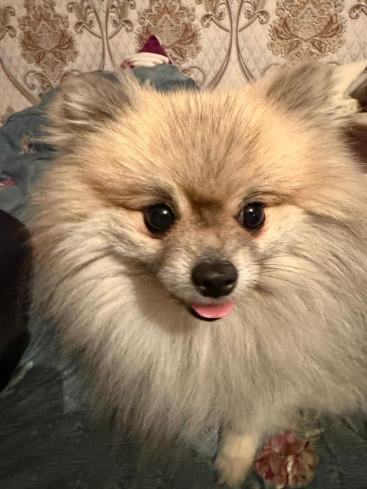 Продам шриц самец 2 годика