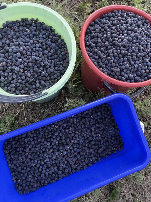 Продам вишню и иргу