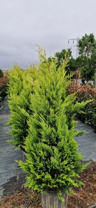 Photinia pe tija- Euonymus tija- Cupressocyparis leylandi - Prunus lau