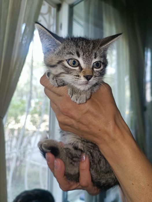 Ласковые котята ищут доброго человека!