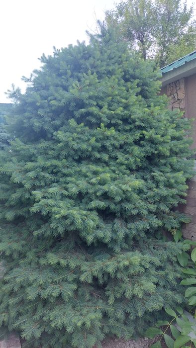 Продаётся Ёлка зелёная ель